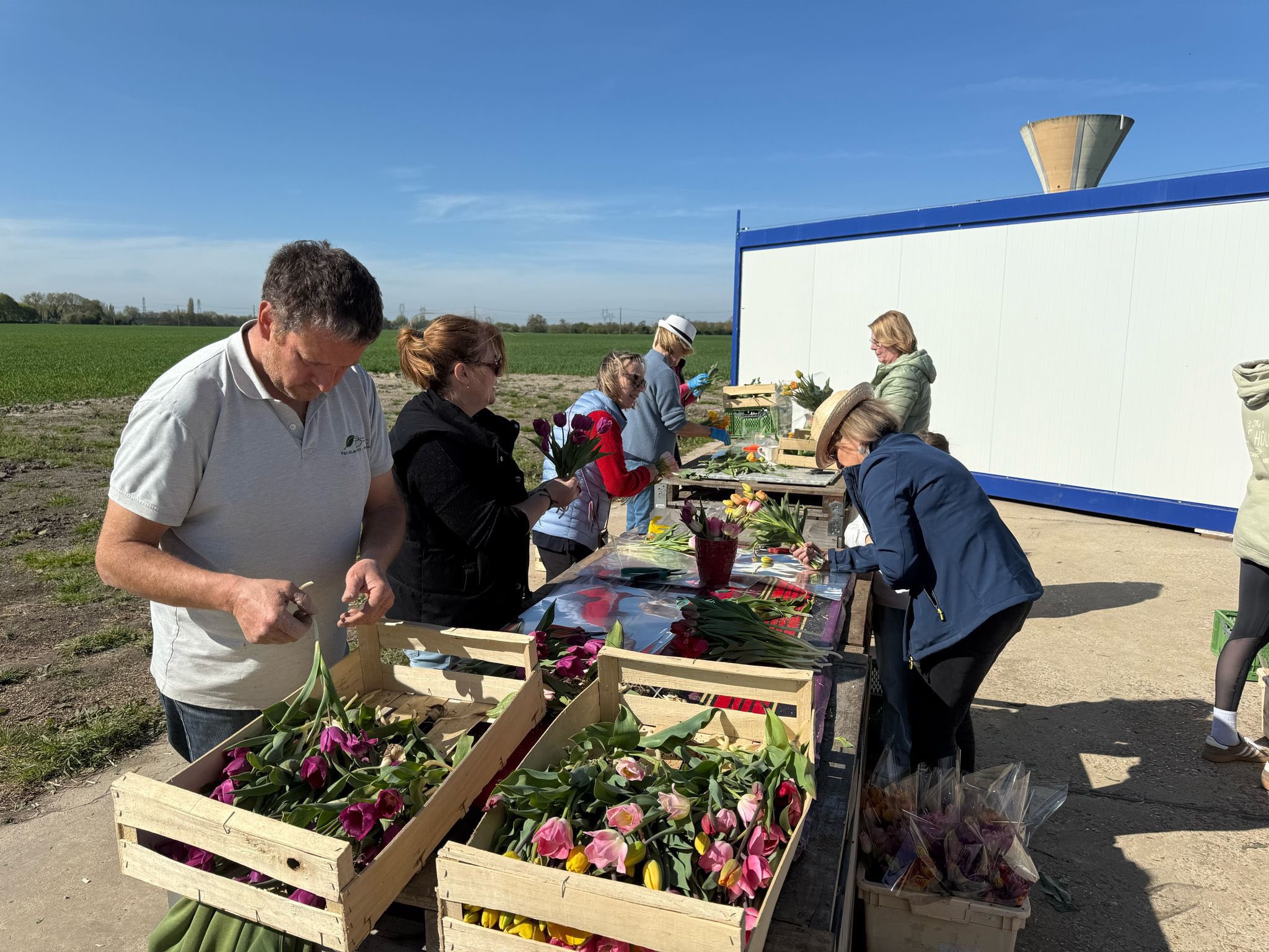 Tulpen werden zu Sträußen verarbeitet